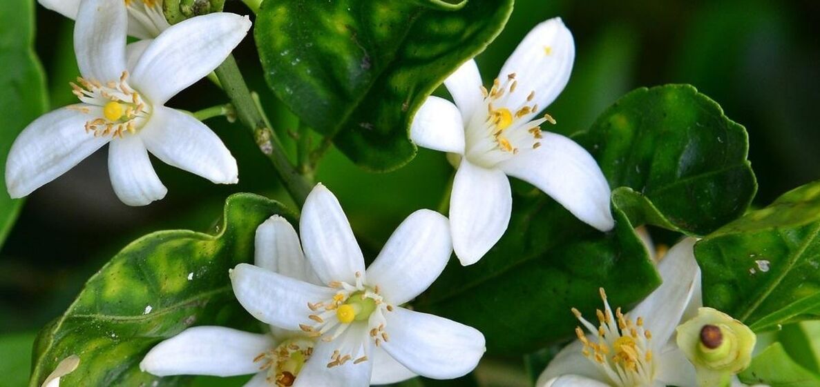 Neroli aiuta a rimuovere le vene dei ragni
